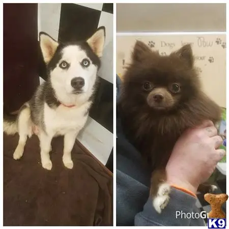 Mixed Breed puppy for sale: a collage of a mixed breed dog