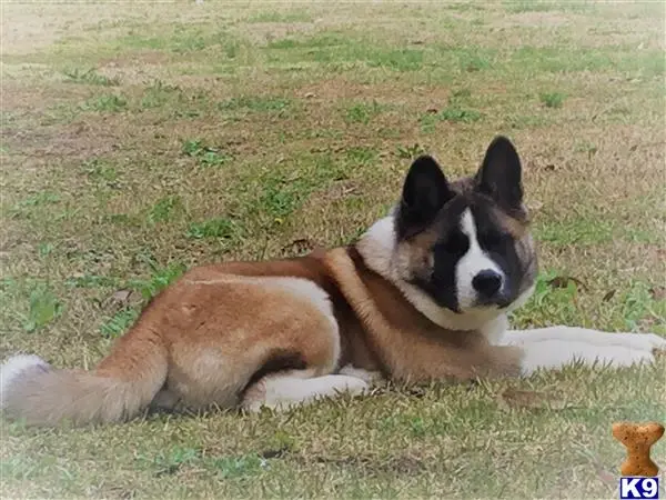 Akita female dog