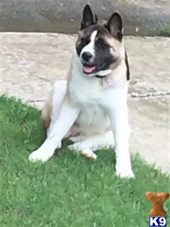 Akita female dog