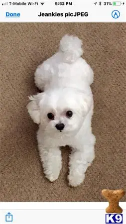 Maltese