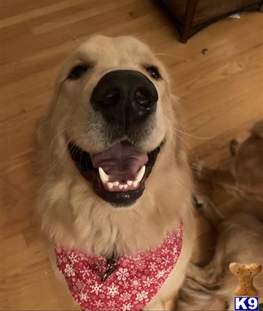 a golden retriever dog wearing a pink shirt