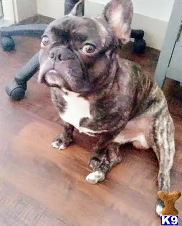 French Bulldog stud dog