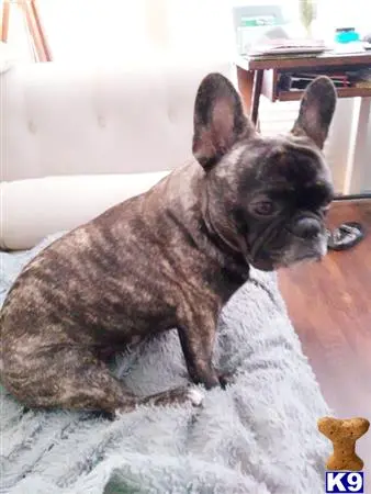 French Bulldog stud dog