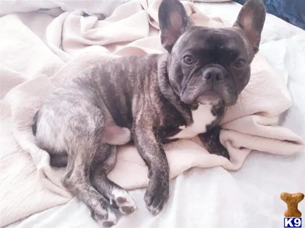 French Bulldog stud dog