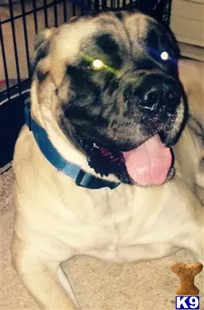 Mastiff