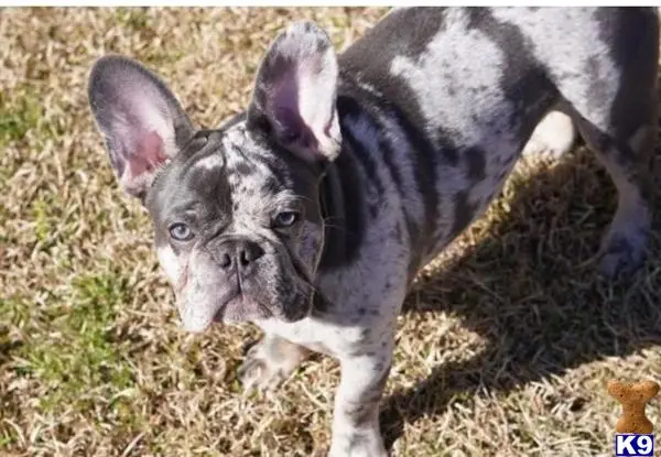 French Bulldog stud dog