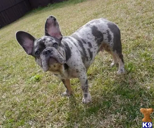 French Bulldog stud dog