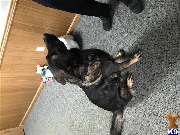 German Shepherd stud dog: a german shepherd dog lying on its back on the floor