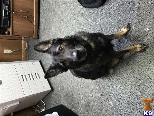 German Shepherd stud dog: a german shepherd dog lying on the floor