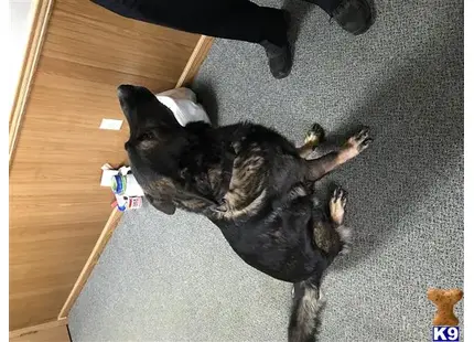 German Shepherd stud dog: a german shepherd dog lying on its back on the floor