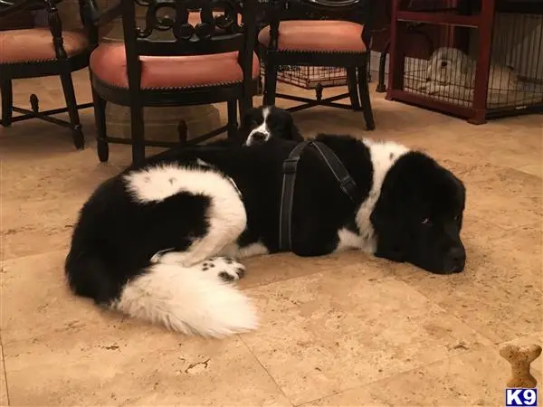 Newfoundland stud dog: a newfoundland dog and a cat lying on the floor