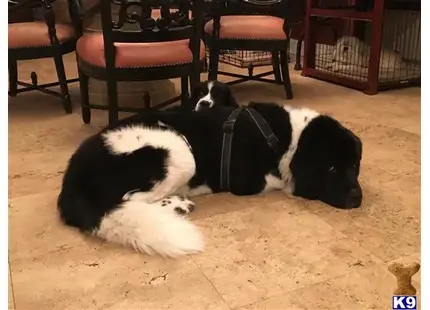 Newfoundland stud dog: a newfoundland dog and a cat lying on the floor