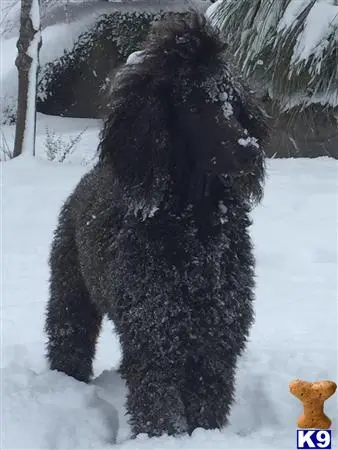 Poodle stud dog