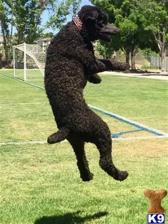 Poodle stud dog