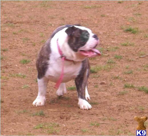 English Bulldog dog