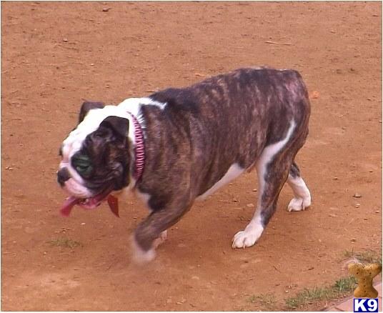 English Bulldog dog