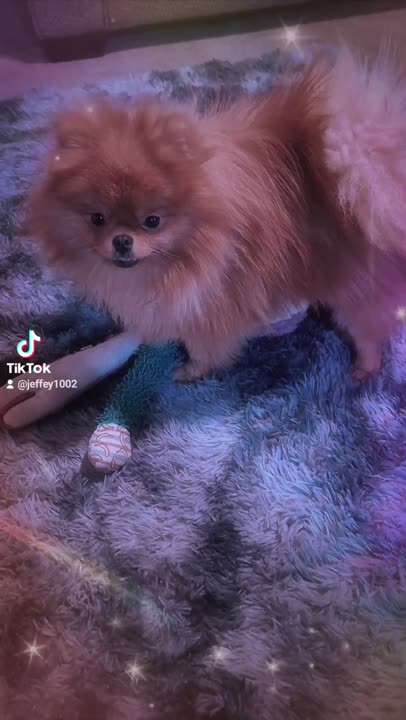 Pomeranian stud dog video
