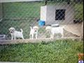 labrador retriever puppy posted by jeffspuppies