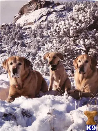 Labrador Retriever stud dog