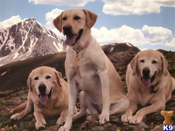 Labrador Retriever stud dog