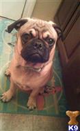 Edgar Allen Pug available Pug puppy located in XENIA