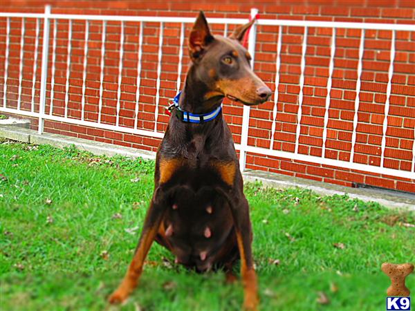doberman puppies for sale in ky doberman pinscher puppies for sale in kentucky doberman puppies for sale in ky doberman pinscher puppies for sale in kentucky