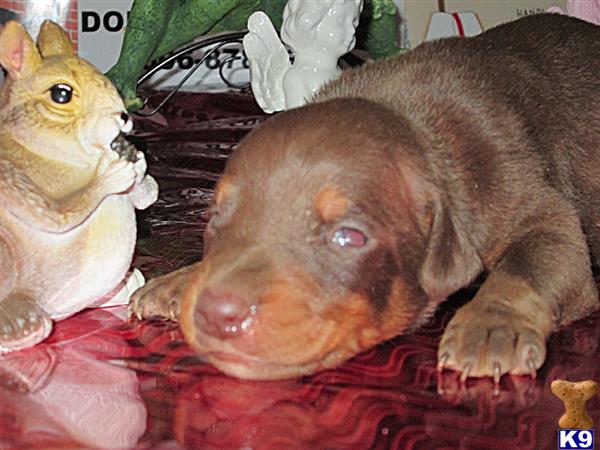 doberman puppies for sale in ky doberman pinscher puppies for sale in kentucky doberman puppies for sale in ky doberman pinscher puppies for sale in kentucky