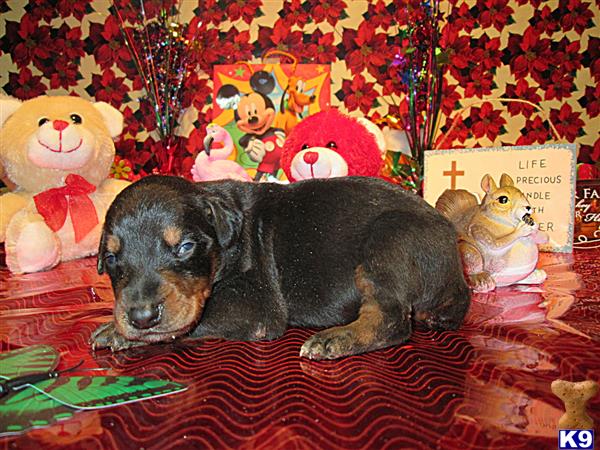 doberman pinscher puppy posted by jeh20082008