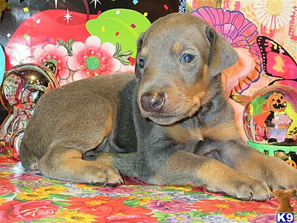 Doberman Pinscher