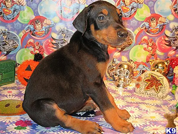 Doberman Pinscher