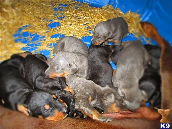 Doberman Pinscher puppy for sale