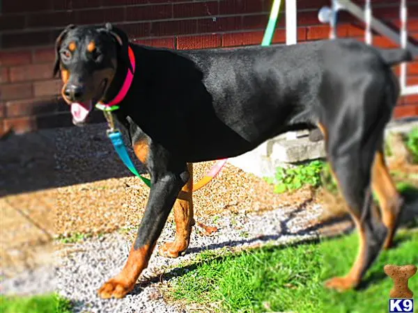 Doberman Pinscher puppy for sale