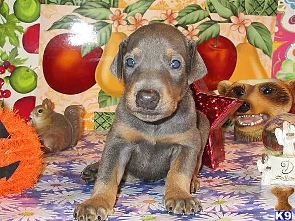 Doberman Pinscher puppy for sale