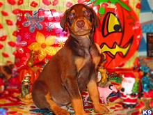 doberman pinscher puppy posted by jeh20082008