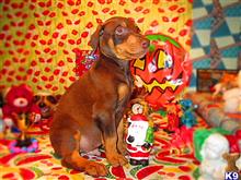 doberman pinscher puppy posted by jeh20082008