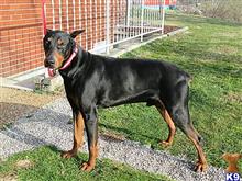 doberman pinscher puppy posted by jeh20082008