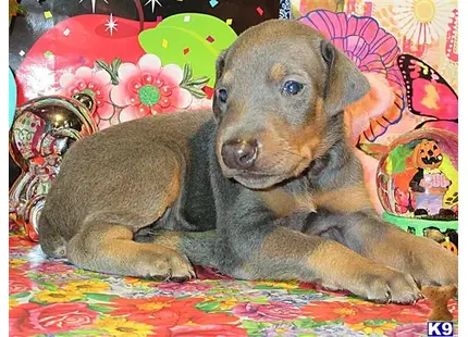 Doberman Pinscher