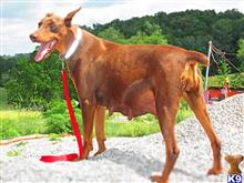 doberman pinscher puppy posted by jeh20082008