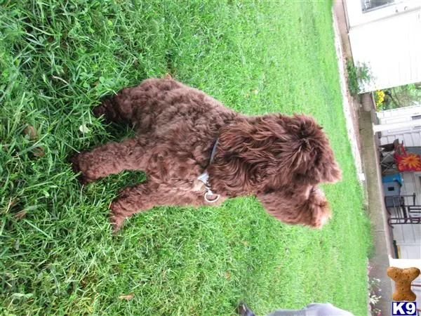 Cockapoos female dog