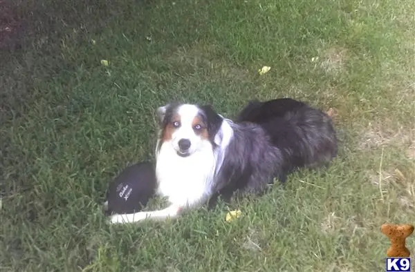 Australian Shepherd stud dog