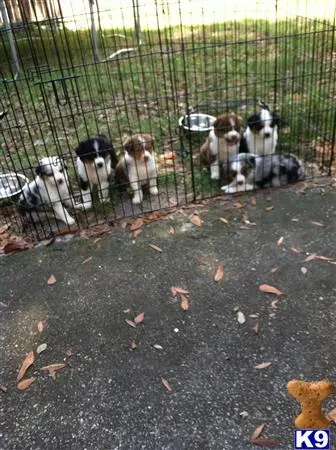 Australian Shepherd stud dog