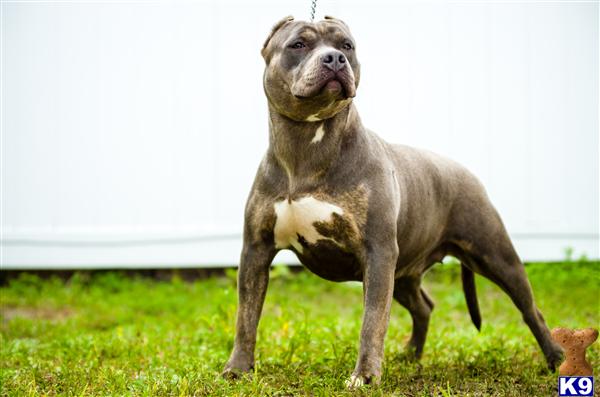 American Pit Bull dog