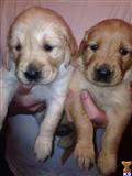 golden retriever puppy posted by jendmills1313