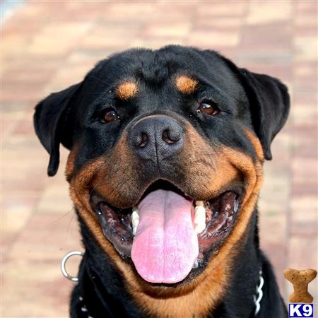 rottweiler teddy rottweiler stud teddy bart 20 months rottweiler teddy rottweiler stud teddy bart 20 months