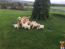 golden retriever puppy posted by jeneymorgi67