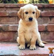 golden retriever puppy posted by jeneymorgi67