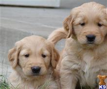 golden retriever puppy posted by jeneymorgi67