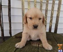 golden retriever puppy posted by jeneymorgi67