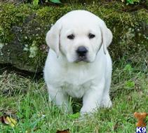 golden retriever puppy posted by jeneymorgi67