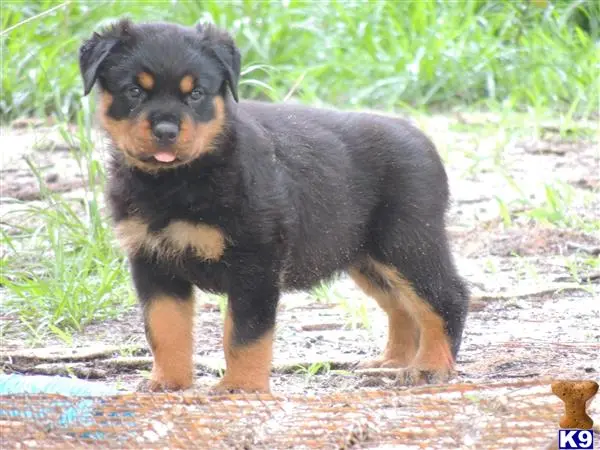 Rottweiler puppy for sale